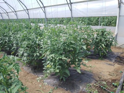 Agrotovarnik voće i povrće