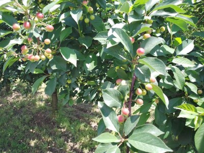 Agrotovarnik voće i povrće