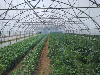 Agrotovarnik voće i povrće