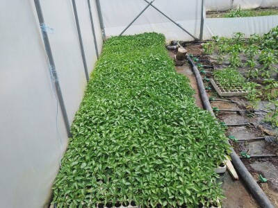 Agrotovarnik voće i povrće