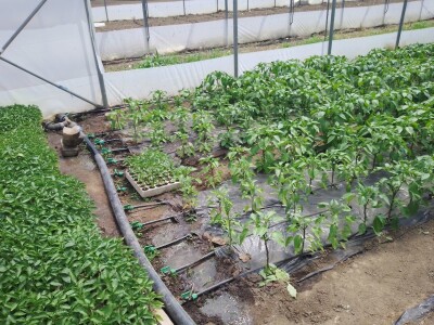 Agrotovarnik voće i povrće