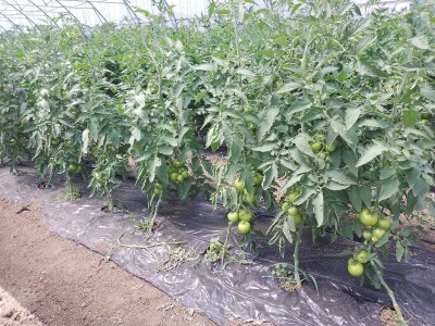 Agrotovarnik voće i povrće