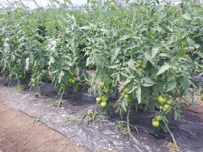 Agrotovarnik voće i povrće