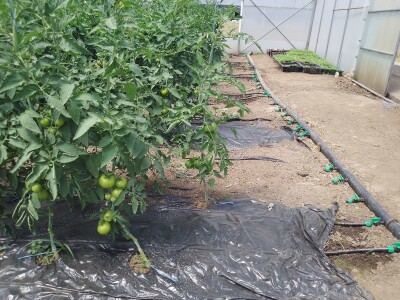 Agrotovarnik voće i povrće