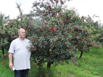 Agrotovarnik voće i povrće