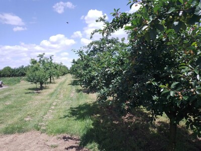 Agrotovarnik voće i povrće