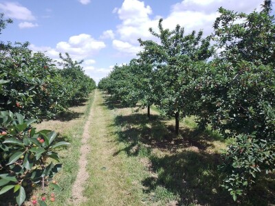 Agrotovarnik voće i povrće