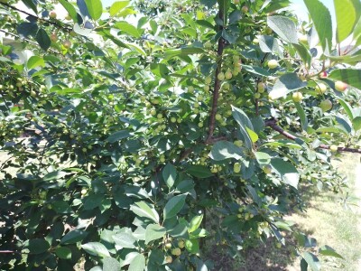 Agrotovarnik voće i povrće