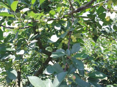 Agrotovarnik voće i povrće