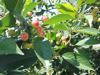 Agrotovarnik voće i povrće