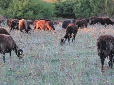 Agroturizam Sia