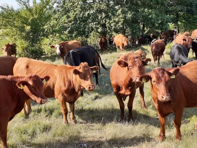 Agrovelebit iz Lovinca