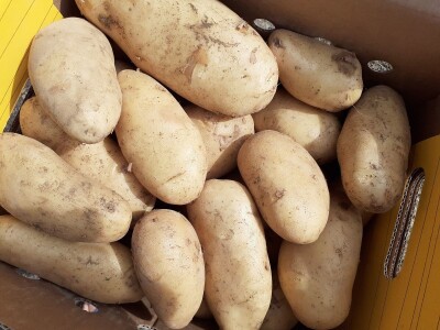 Agrovelebit iz Lovinca Agrovelebit iz Lovinca