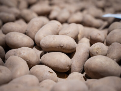 AgroVelebit svijet krumpira