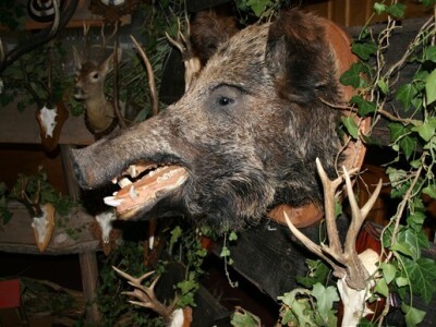 Agro Zemlja 2010, Bizovac