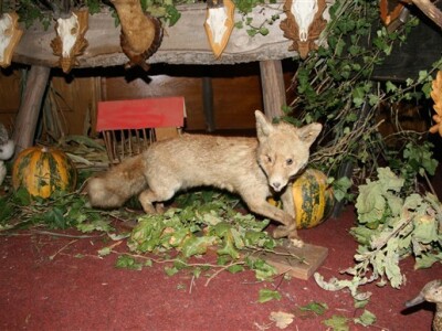 Agro Zemlja 2010, Bizovac