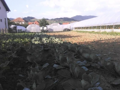 Aid Herceglija