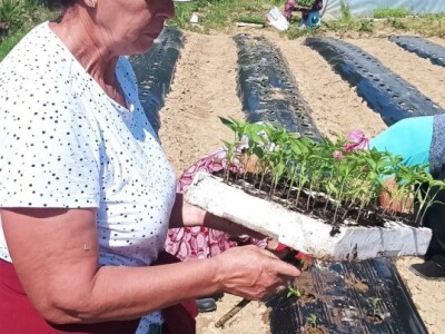 Ajvarijada u Gračanici kod Živinica Ajvarijada u Gračanici kod Živinica