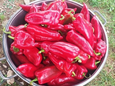 Ajvarijada u Gračanici kod Živinica Ajvarijada u Gračanici kod Živinica