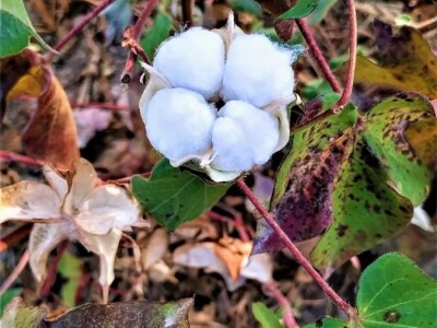 Akademska mobilnost na FAZOS-u