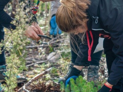 AKCIJA POŠUMLJAVANJA - U dva dana na šest hektara opožarenog Kožina kod  Zadra 800 volontera posadilo 10.000 stabala primorskog bora AKCIJA POŠUMLJAVANJA - U dva dana na šest hektara opožarenog Kožina kod  Zadra 800 volontera posadilo 10.000 stabala primorskog bora
