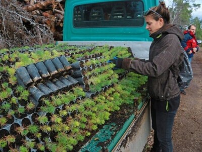 AKCIJA POŠUMLJAVANJA - U dva dana na šest hektara opožarenog Kožina kod  Zadra 800 volontera posadilo 10.000 stabala primorskog bora AKCIJA POŠUMLJAVANJA - U dva dana na šest hektara opožarenog Kožina kod  Zadra 800 volontera posadilo 10.000 stabala primorskog bora