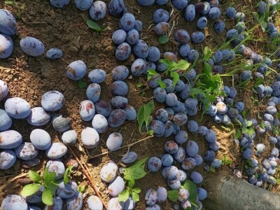 Aksentijevići 60.000 kilograma šljive pretvorili u rakiju, foto: A. Aksentijević