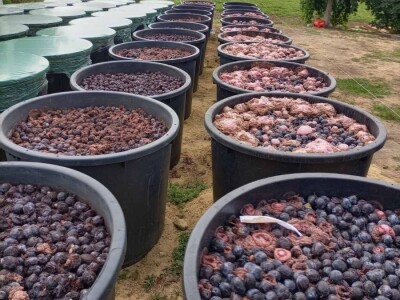 Aksentijevići 60.000 kilograma šljive pretvorili u rakiju, foto: A. Aksentijević