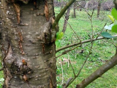 Aktivacija novih grana šljiva Aktivacija novih grana šljiva