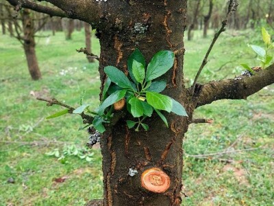 Aktivacija novih grana šljiva Aktivacija novih grana šljiva