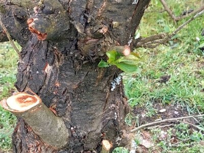 Aktivacija novih grana šljiva Aktivacija novih grana šljiva