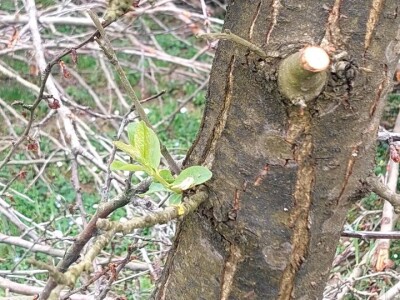 Aktivacija novih grana šljiva Aktivacija novih grana šljiva
