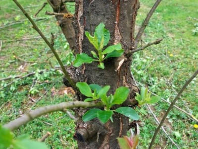 Aktivacija novih grana šljiva Aktivacija novih grana šljiva