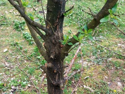 Aktivacija novih grana šljiva Aktivacija novih grana šljiva