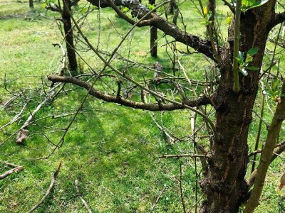 Aktivacija novih grana šljiva Aktivacija novih grana šljiva