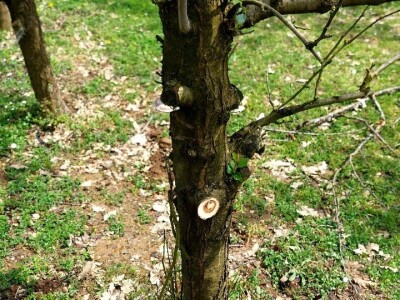 Aktivacija novih grana šljiva Aktivacija novih grana šljiva