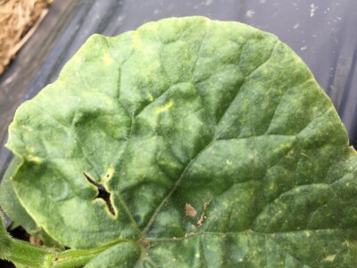 Aktuelni radovi u usjevu krastavca Aktuelni radovi u usjevu krastavca