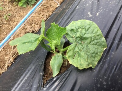 Aktuelni radovi u usjevu krastavca Aktuelni radovi u usjevu krastavca