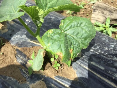 Aktuelni radovi u usjevu krastavca Aktuelni radovi u usjevu krastavca