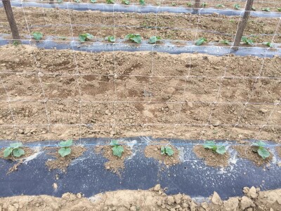 Aktuelni radovi u usjevu krastavca Aktuelni radovi u usjevu krastavca