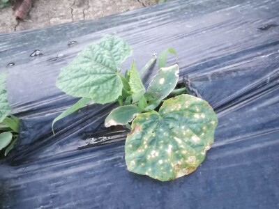 Aktuelni radovi u usjevu krastavca Aktuelni radovi u usjevu krastavca