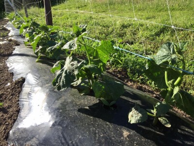 Aktuelni radovi u usjevu krastavca Aktuelni radovi u usjevu krastavca