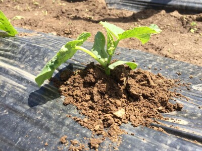 Aktuelni radovi u usjevu krastavca Aktuelni radovi u usjevu krastavca