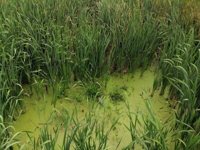 Akumulaciono jezero Ljukovo, Jarkovci