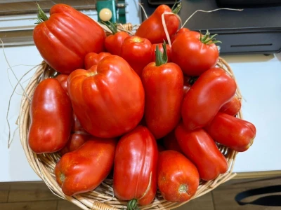 Akvaponija