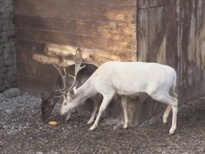 Albino jeleni veoma retki u prirodi