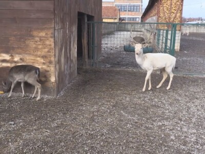 Albino jeleni veoma retki u prirodi