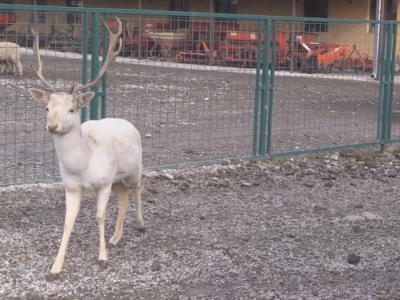 Albino jeleni veoma retki u prirodi