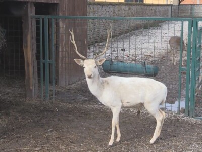 Albino jeleni veoma retki u prirodi