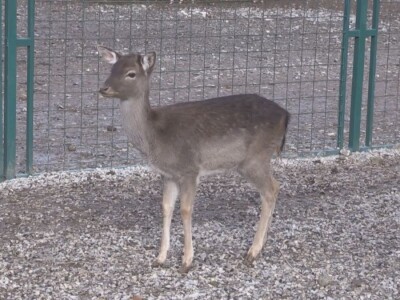 Albino jeleni veoma retki u prirodi
